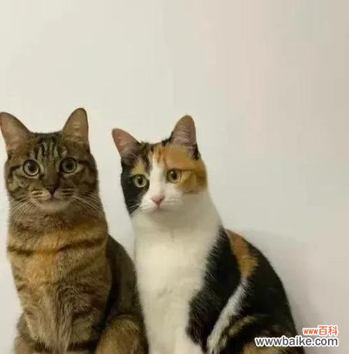 三花与狸花的爱情象征是什么？三花和狸花的花语有何不同？