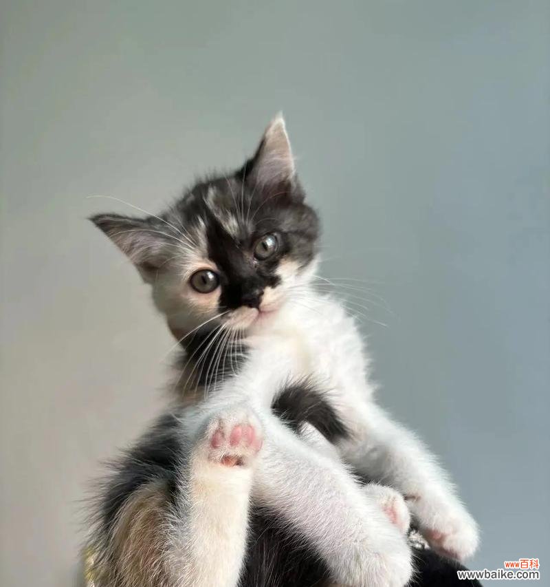 三花与狸花的爱情象征是什么？三花和狸花的花语有何不同？