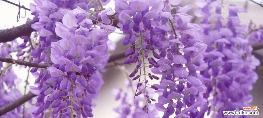 哪种花最能代表浪漫?