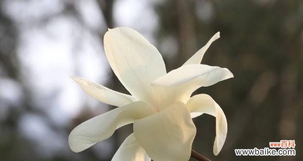 探寻玉兰花的花语与象征意义 玉兰花的花语与寓意