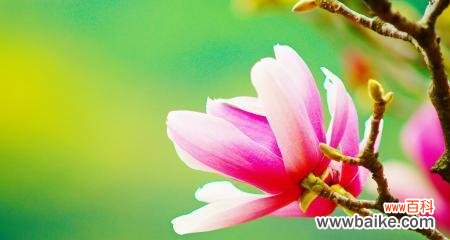 探寻玉兰花的花语与象征意义 玉兰花的花语与寓意