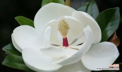 探寻玉兰花的花语和神秘传说 玉兰花之美——花语与传说