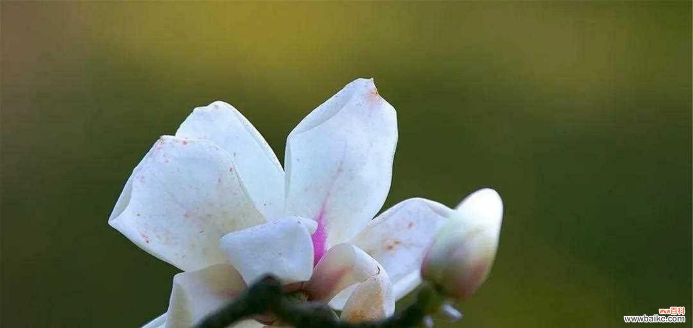 探寻玉兰花的花语和神秘传说 玉兰花之美——花语与传说