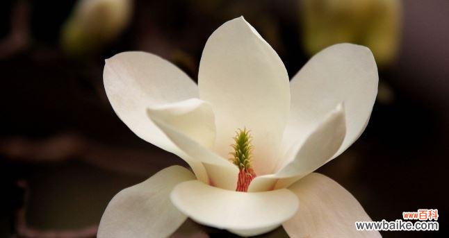 揭秘玉兰花的崇高身份与深刻寓意 玉兰花的象征意义与文化内涵