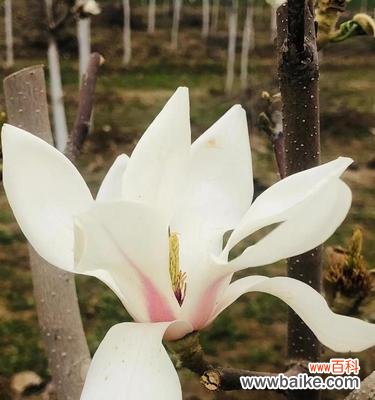 揭秘玉兰花的崇高身份与深刻寓意 玉兰花的象征意义与文化内涵