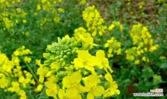 揭示大自然的美丽密码 油菜花花语——黄金的诗行