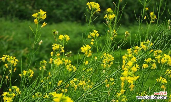 揭示大自然的美丽密码 油菜花花语——黄金的诗行