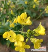 探寻油菜花的意义与象征 油菜花的花语与寓意