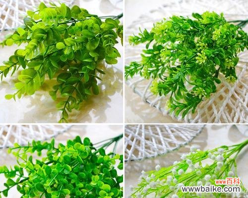 探索尤加利花语的深层意义,解读其代代相传的文化内涵 尤加利花语的含义与传承