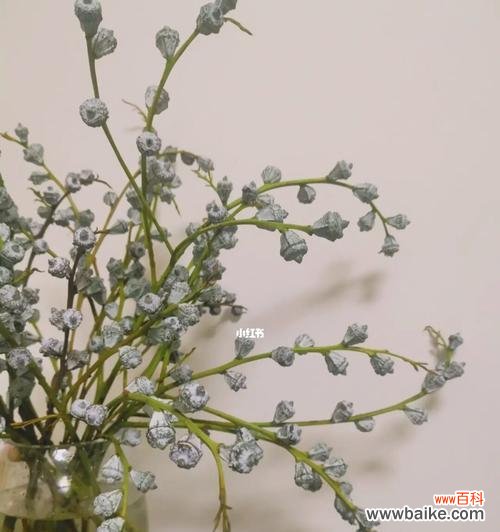 探索尤加利花语的深层意义,解读其代代相传的文化内涵 尤加利花语的含义与传承