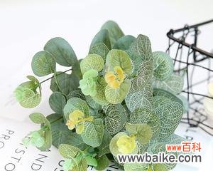 探索尤加利花语的深层意义,解读其代代相传的文化内涵 尤加利花语的含义与传承