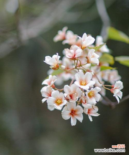 揭示情窦初开的美丽之花-油桐花 油桐花开,情窦初开