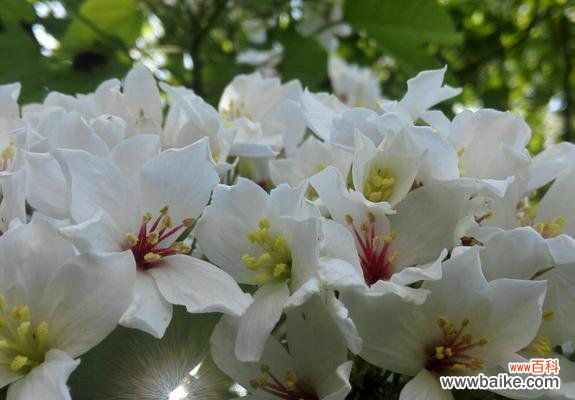 揭示情窦初开的美丽之花-油桐花 油桐花开,情窦初开