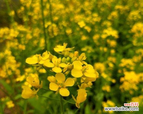 探寻油菜花的情感寓意与历史渊源 油菜花花语与文化背景