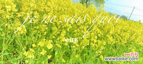 探寻油菜花的情感寓意与历史渊源 油菜花花语与文化背景