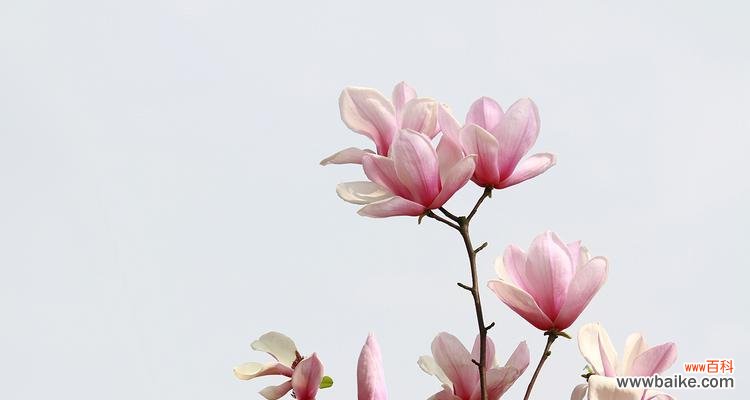 揭示玉兰美丽的内涵与象征意义 玉兰的寓意和象征