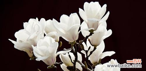 揭示玉兰美丽的内涵与象征意义 玉兰的寓意和象征