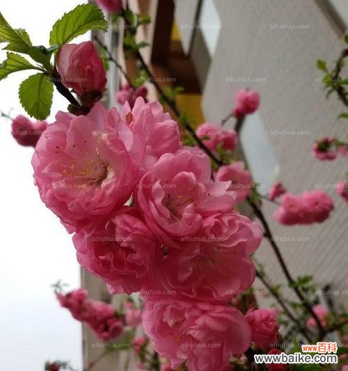 探寻榆叶梅花的深意 以榆叶梅花语是什么