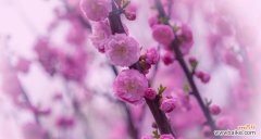 探寻榆叶梅花的深意 以榆叶梅花语是什么