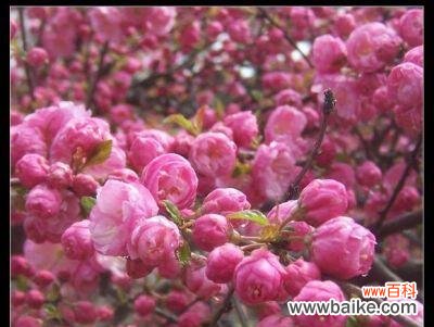 探寻榆叶梅花的深意 以榆叶梅花语是什么