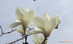 玉兰花的花语及其文化内涵 玉兰花的寓意与象征