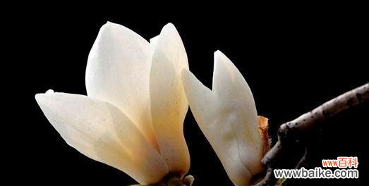 玉兰花的花语及其文化内涵 玉兰花的寓意与象征