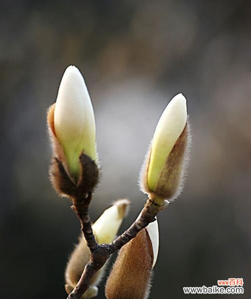 玉兰花的花语及其文化内涵 玉兰花的寓意与象征