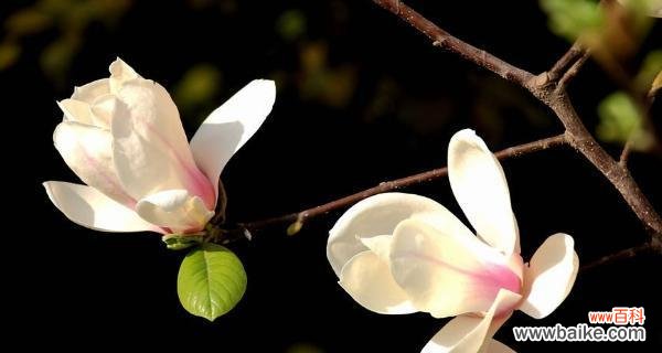 探寻玉兰花的花语及文化内涵 玉兰花