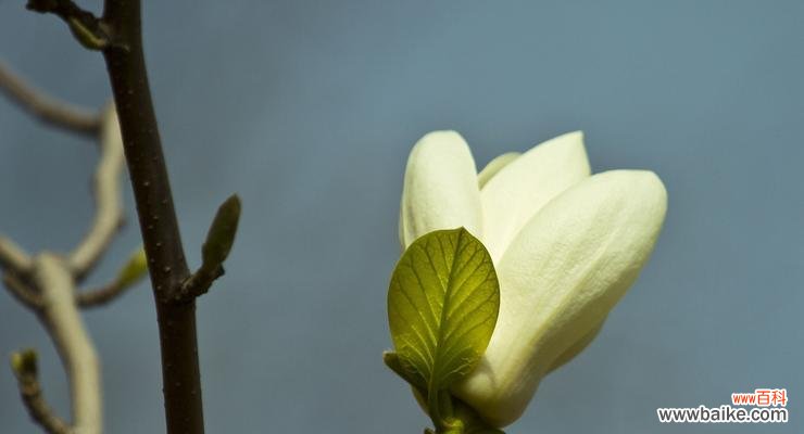 探究玉兰花的寓意与象征意义,并解读其中的关键要素 玉兰花的寓意与象征意义