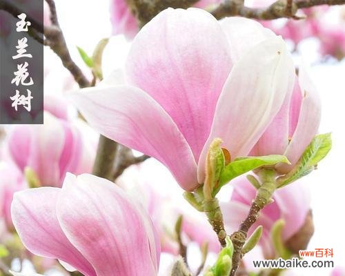 探究玉兰花的寓意与象征意义,并解读其中的关键要素 玉兰花的寓意与象征意义