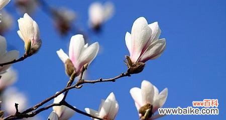 探究玉兰花的寓意与象征意义,并解读其中的关键要素 玉兰花的寓意与象征意义