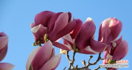 探寻玉兰花的文化寓意与象征意义 玉兰花的美丽与含义