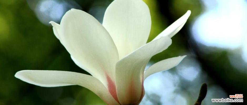 探寻玉兰花的美丽内涵 玉兰花的寓意与象征