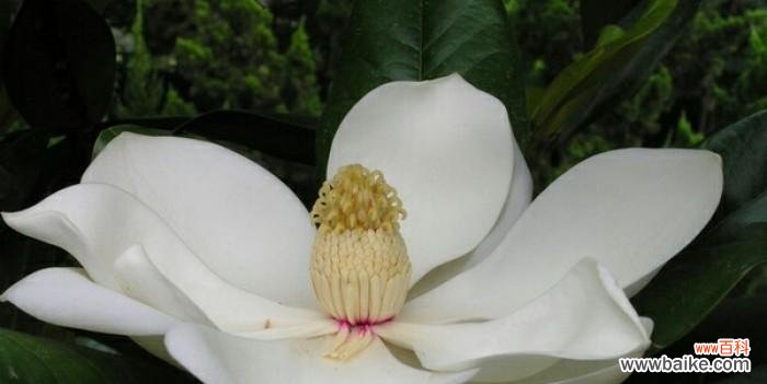 探寻玉兰花的花语与象征意义 玉兰花的美丽与寓意