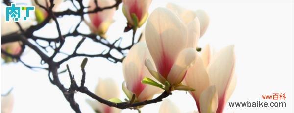 探寻玉兰花的花语与象征意义 玉兰花的美丽与寓意