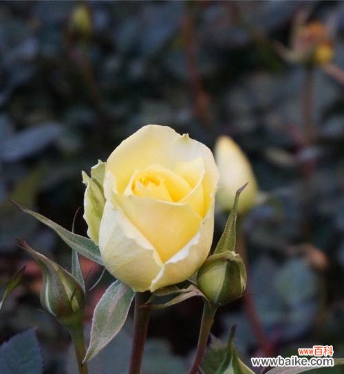 探寻黄玫瑰的内涵与美丽 黄玫瑰花的寓意与象征意义