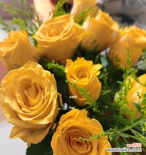 探寻黄玫瑰的内涵与美丽 黄玫瑰花的寓意与象征意义