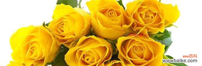 探寻黄玫瑰的内涵与美丽 黄玫瑰花的寓意与象征意义