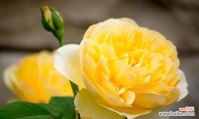 黄玫瑰花语解读 用黄玫瑰传达你的心意