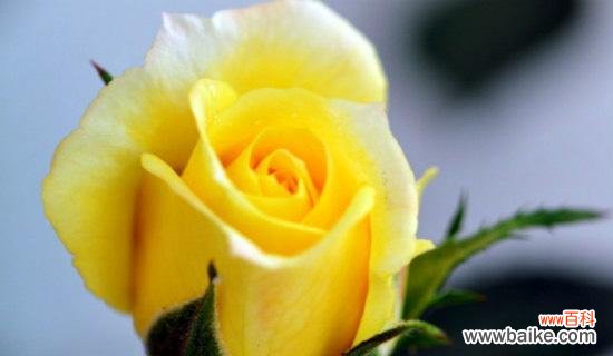 探寻黄玫瑰所代表的情感和意义 黄玫瑰的象征意义