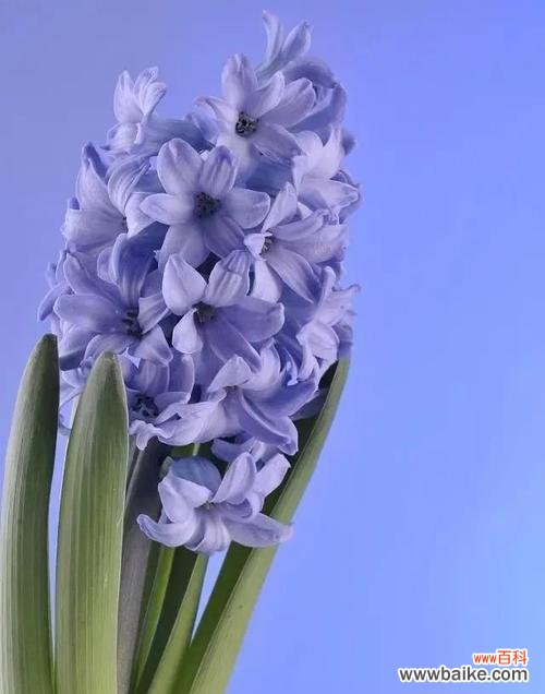 传递希望与愉悦的芬芳繁荣之花 黄色风信子的花语——秋日温暖的象征