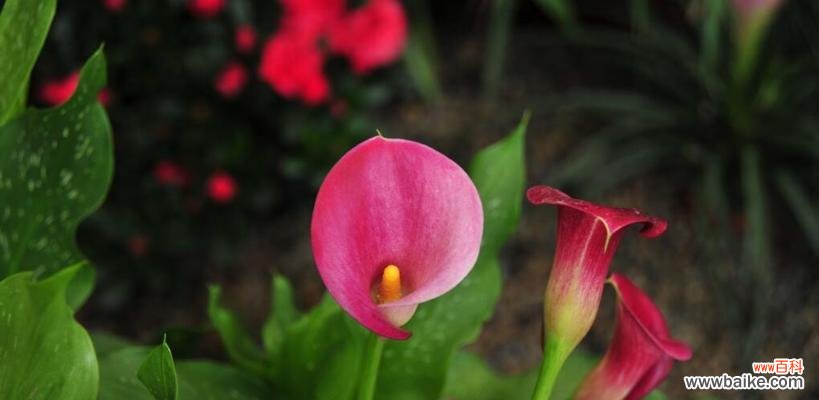 揭开黄色马蹄莲的神秘面纱 黄色马蹄莲的花语和寓意——如何理解这朵美丽的花