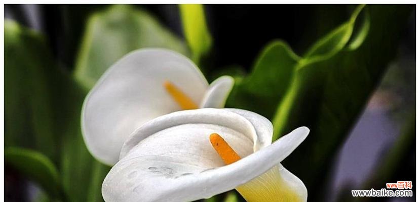 揭开黄色马蹄莲的神秘面纱 黄色马蹄莲的花语和寓意——如何理解这朵美丽的花