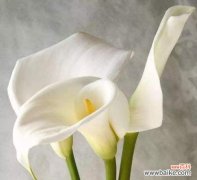 唤醒内心的光芒 黄色马蹄莲花语——寓意温暖和希望