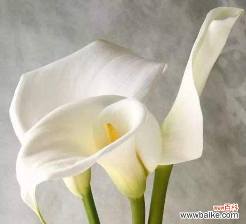 唤醒内心的光芒 黄色马蹄莲花语——寓意温暖和希望