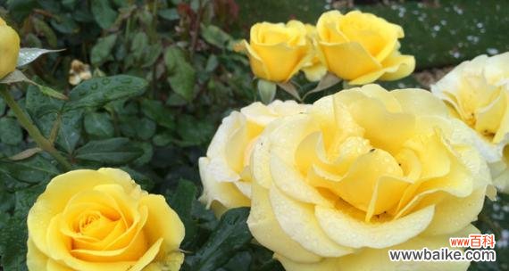 探寻黄色玫瑰的花语与意义 黄色玫瑰