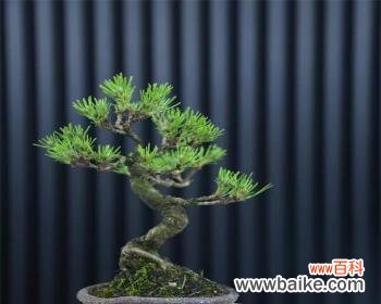 观黄山松品中华之魂 黄山松