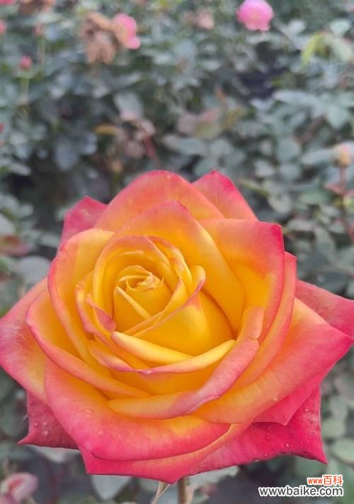 和谐花的花语是什么？它象征着什么？