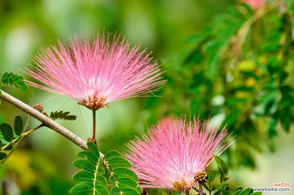 和谐花的花语是什么？它象征着什么？
