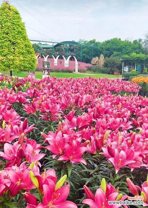 和谐花的花语是什么？它象征着什么？